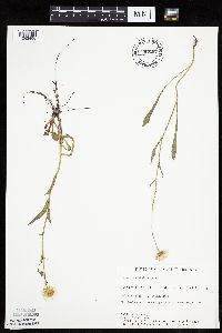 Erigeron glabellus var. pubescens image