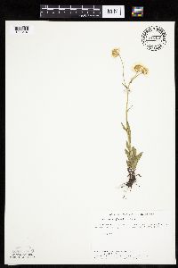 Erigeron glabellus var. pubescens image
