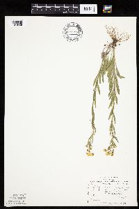 Erigeron glabellus var. pubescens image