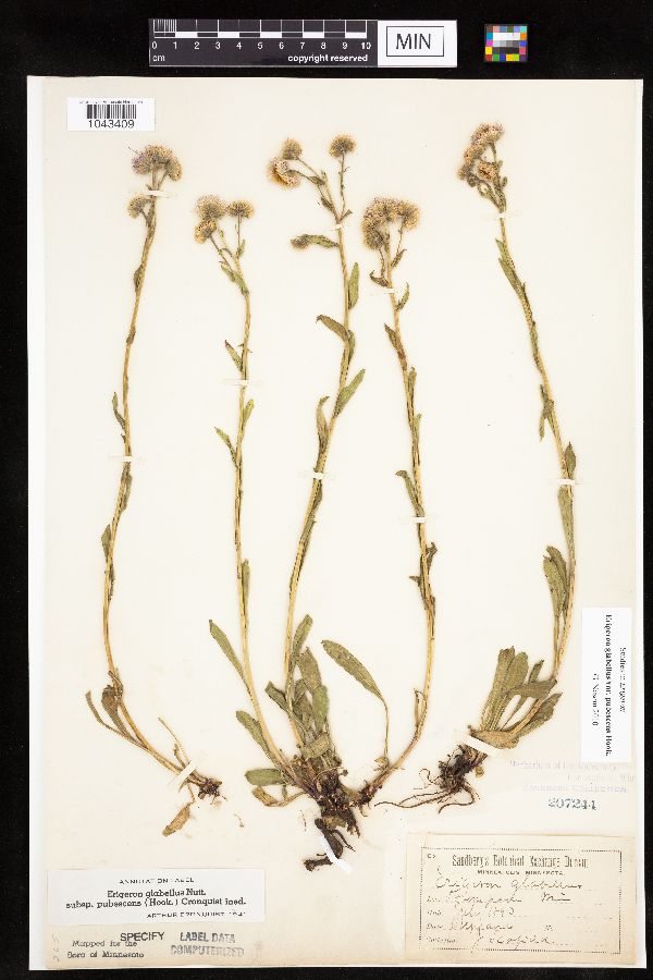 Erigeron glabellus image