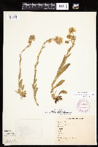 Erigeron glabellus var. pubescens image