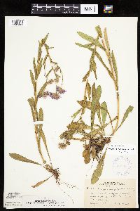 Erigeron glabellus var. pubescens image