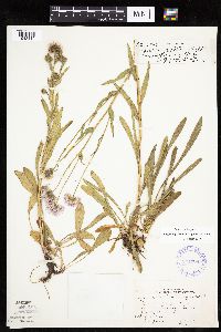 thumbnail image of current specimen