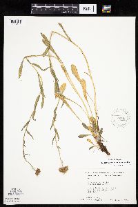 Erigeron glabellus var. pubescens image