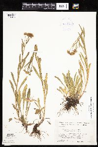 Erigeron glabellus var. pubescens image