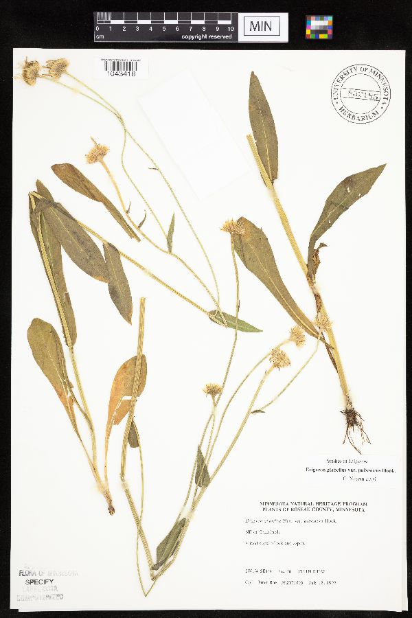 Erigeron glabellus var. pubescens image