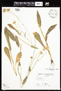 Erigeron glabellus image