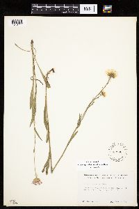 Erigeron glabellus var. pubescens image