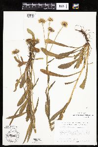 Erigeron glabellus var. pubescens image
