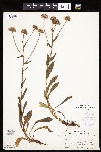 Erigeron glabellus var. pubescens image