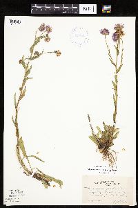Erigeron glabellus var. pubescens image