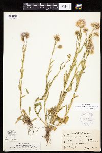 thumbnail image of current specimen