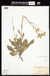 Erigeron glabellus var. pubescens image