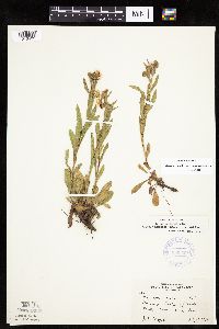 Erigeron glabellus var. pubescens image