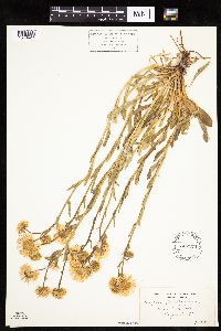 Erigeron glabellus image