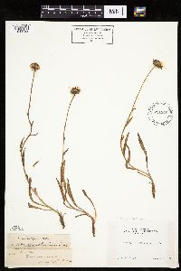 Erigeron glacialis image