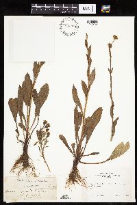 Erigeron glacialis image