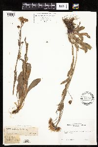 Erigeron glacialis image