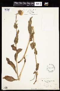 Erigeron glacialis image