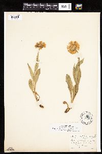 Erigeron glacialis image