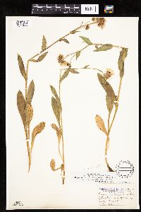 Erigeron glacialis image