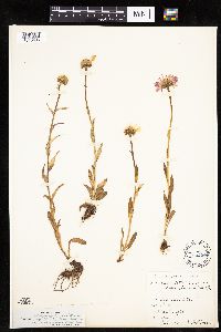 Erigeron glacialis image