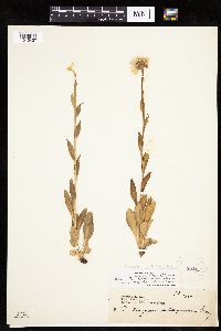 Erigeron glacialis image