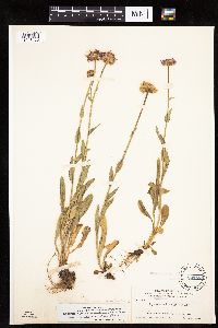 Erigeron glacialis image