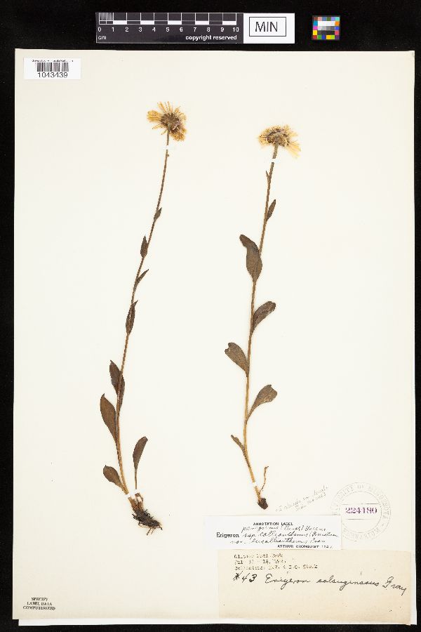 Erigeron glacialis image