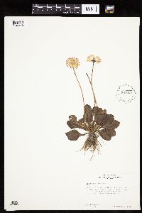 Image of Erigeron glaucus