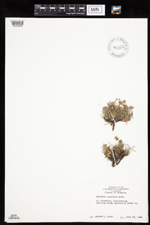 Erigeron gracilis image