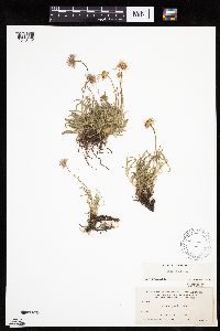 Image of Erigeron gracilis