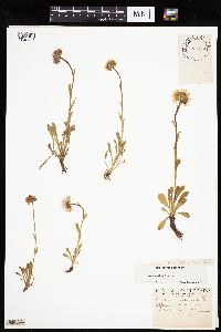 Image of Erigeron grandiflorus