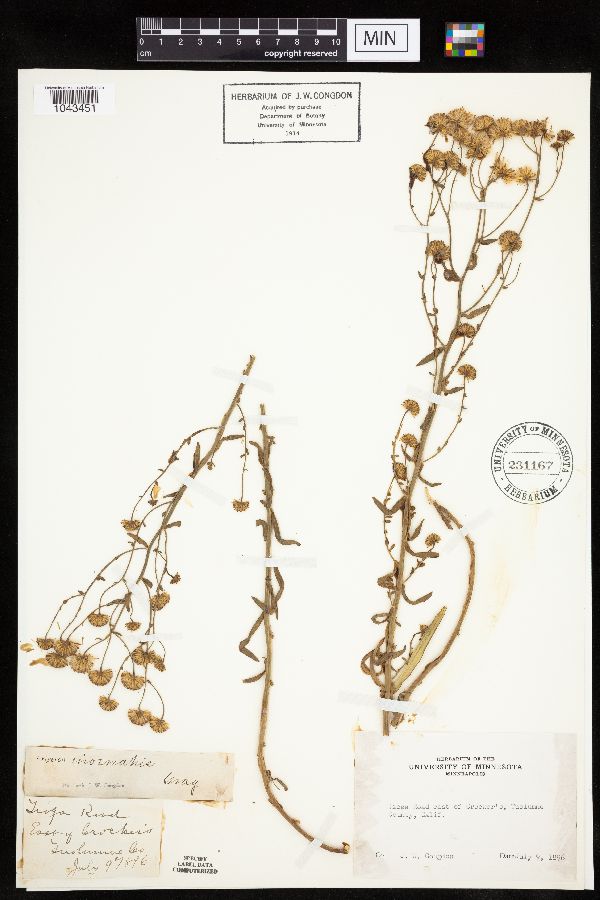 Erigeron inornatus image