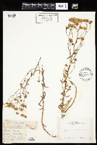 Image of Erigeron inornatus