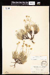Image of Erigeron linearis