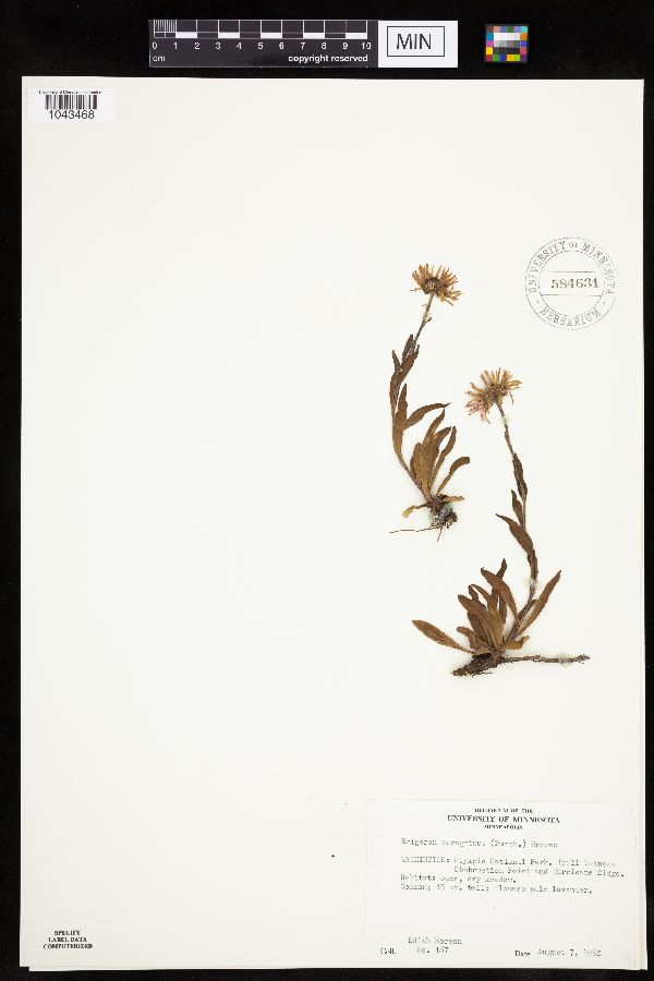 Erigeron peregrinus image