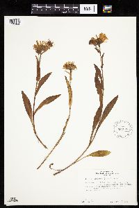 Erigeron peregrinus image