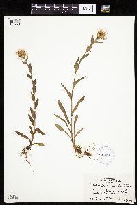 Erigeron peregrinus image