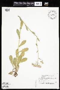 Erigeron philadelphicus image