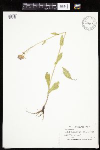 Erigeron philadelphicus image