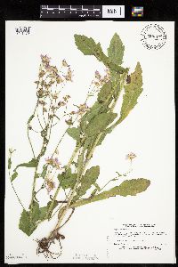 Erigeron philadelphicus image