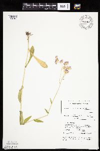 Erigeron philadelphicus image