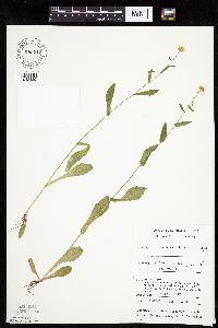 Erigeron philadelphicus image