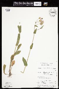 Erigeron philadelphicus image