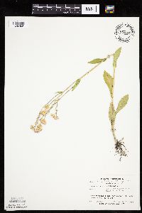 Erigeron philadelphicus image