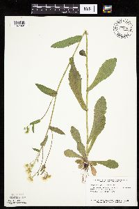 Erigeron philadelphicus image