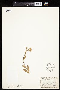 Erigeron philadelphicus image