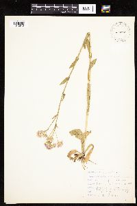 Erigeron philadelphicus image