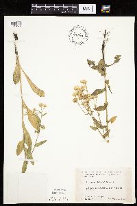 Erigeron philadelphicus image